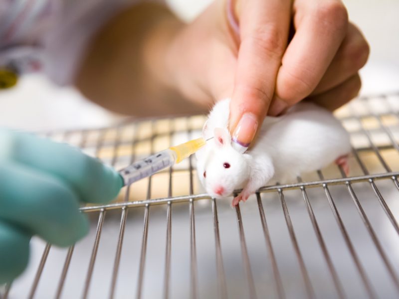 Industrial Chemicals Act 2019 - animal testing for cosmetic purposes 